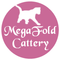 MegaFoldCattery - Scottish Fold Breeders