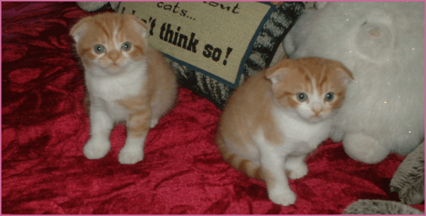 MegaFoldCattery Scottish Fold Kittens